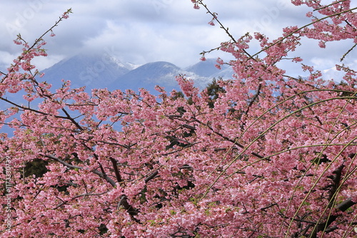 色鮮やかなピンク色の早咲き桜 photo