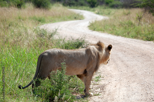 Close-up side view of a Lion standing by a road, Madikwe, South Africa photo