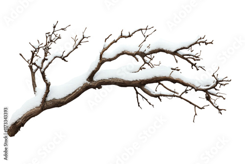 A branch with snow