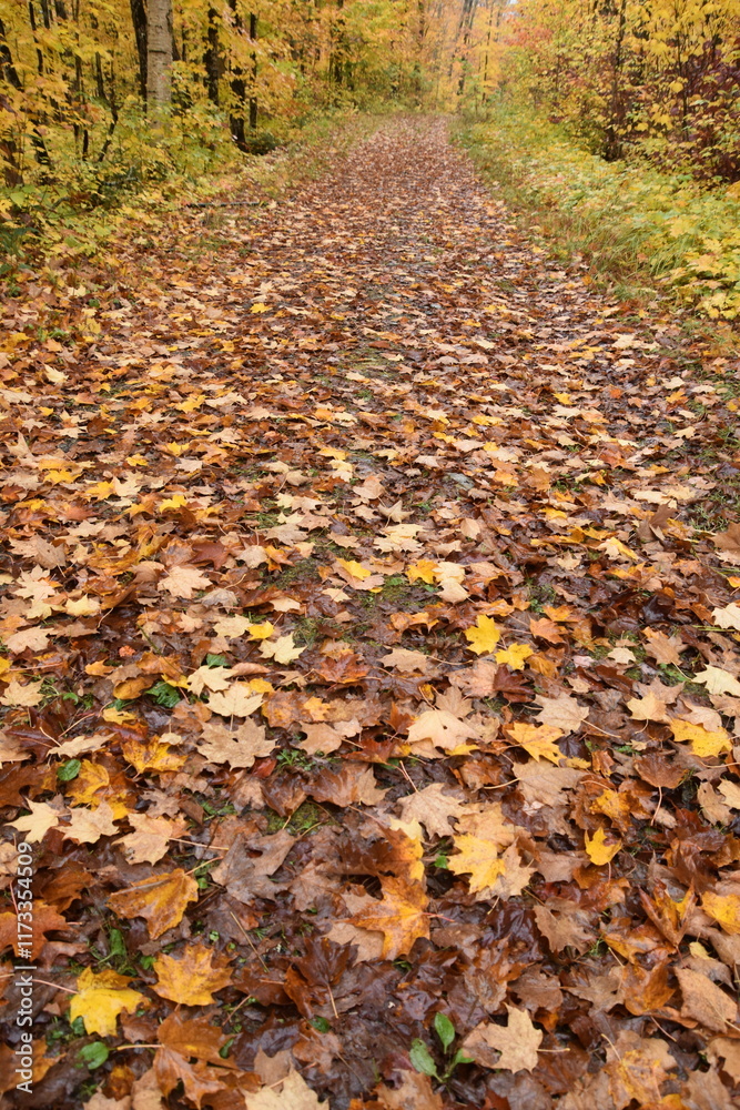 A trail in the forest in the fall, Sainte-Apolline, Québec, Canada A trail in the forest in the fall, Sainte-Apolline, Québec, Canada