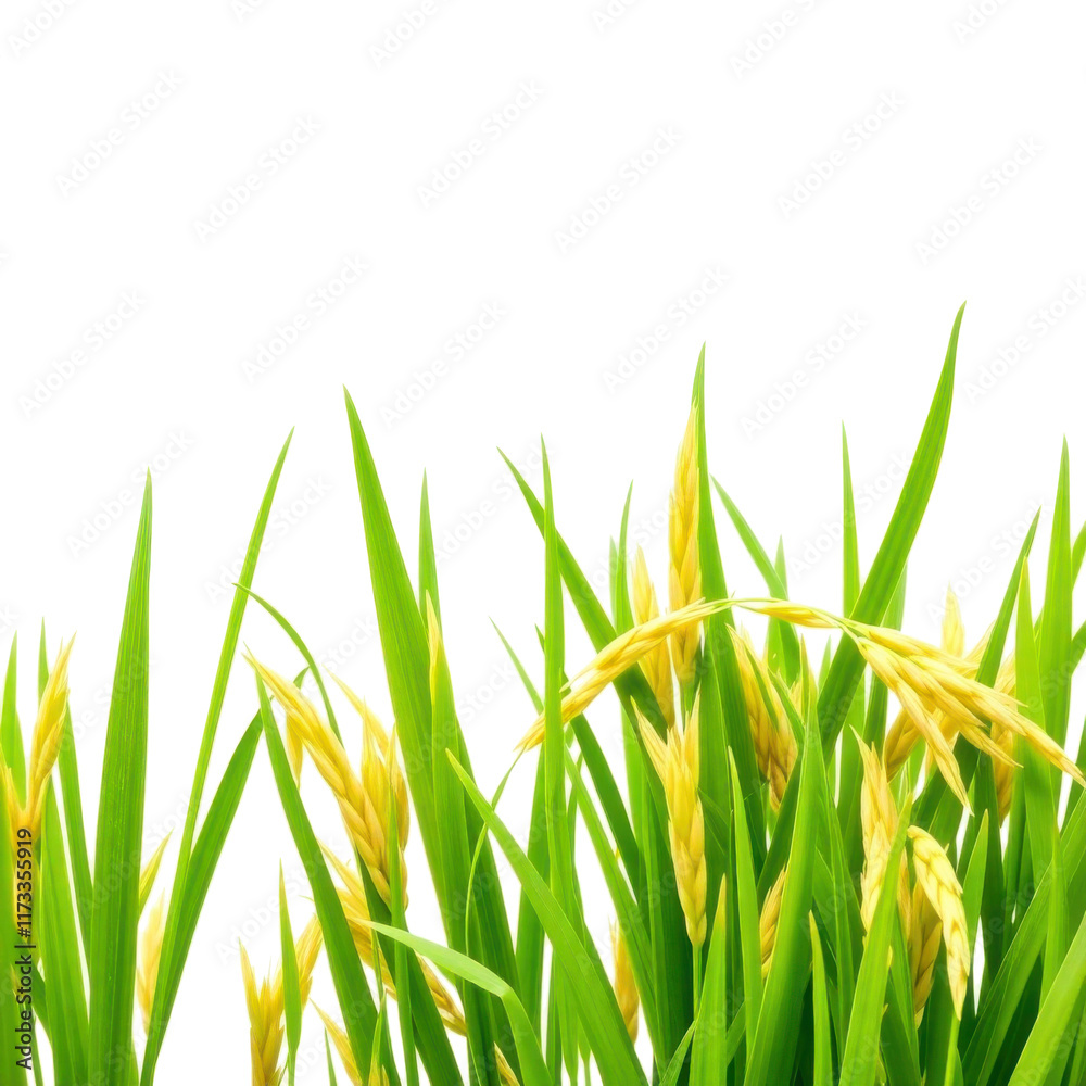Fototapeta premium Rice or paddy isolated in transparent background