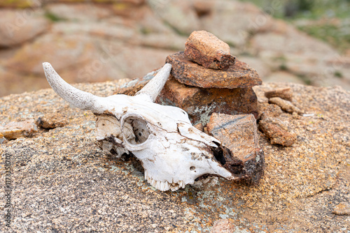 Bull skull 소 두개골