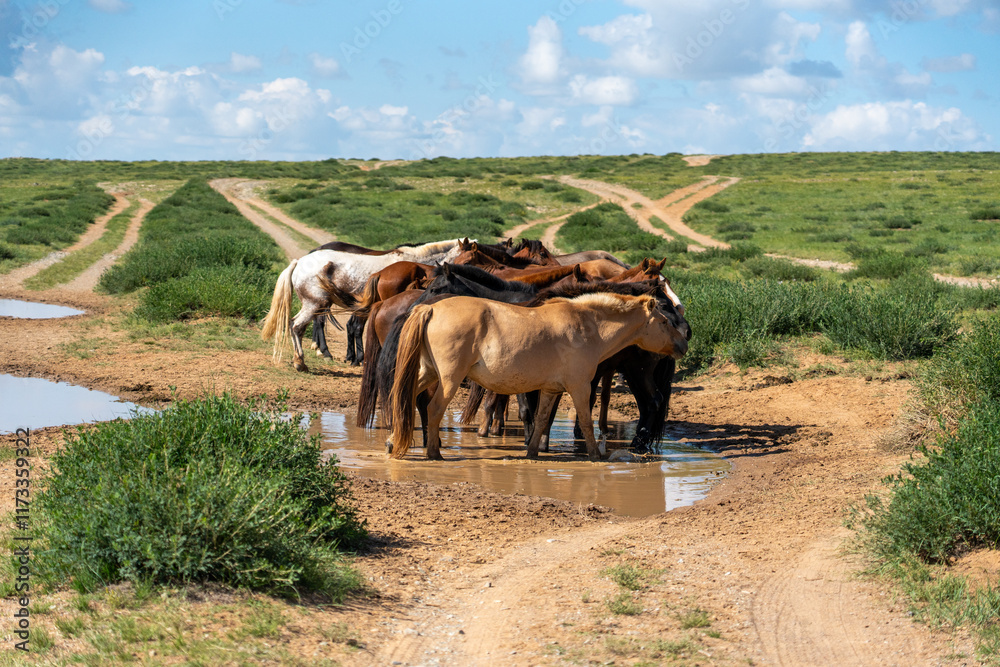 Obraz premium Horses in the field 야생마