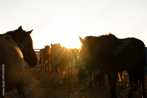 horses at the sunset 말