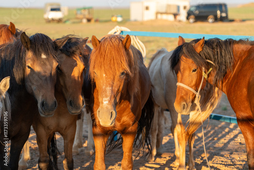 herd of horses 말