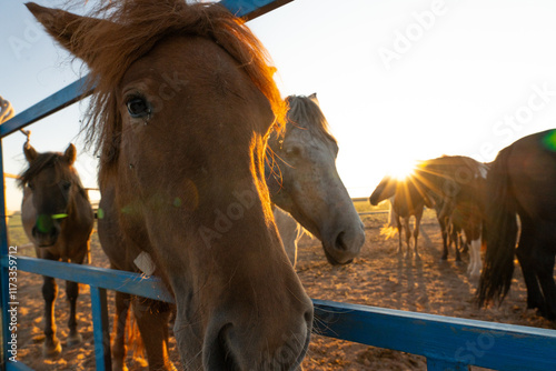 portrait of a horse 말