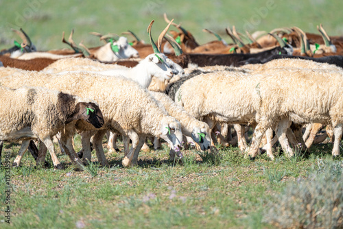 herd of sheep / 양 떼