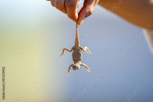 Lizard holding 도마뱀