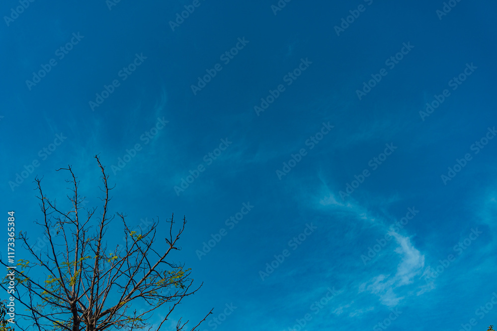 Open Field with Trees and Clear Blue Sky Open Field with Trees and Clear Blue Sky