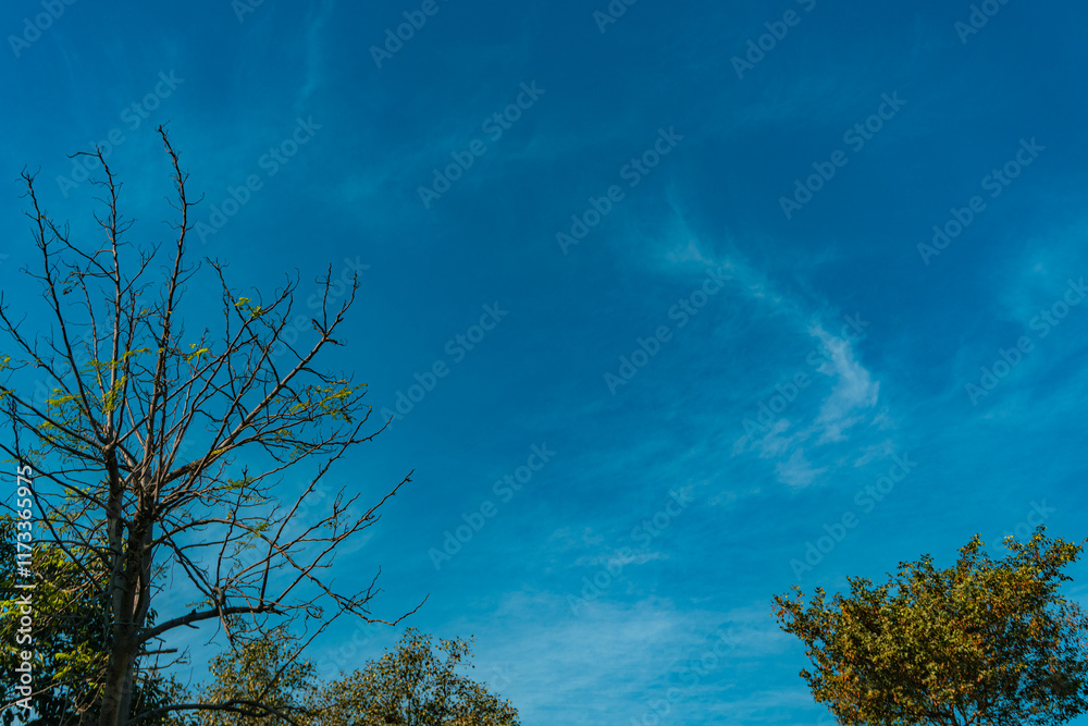 Open Field with Trees and Clear Blue Sky Open Field with Trees and Clear Blue Sky