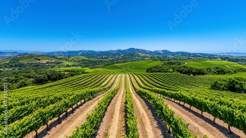 Wallpaper Mural Lush Vineyard Landscape with Clear Blue Sky and Rolling Hills Torontodigital.ca