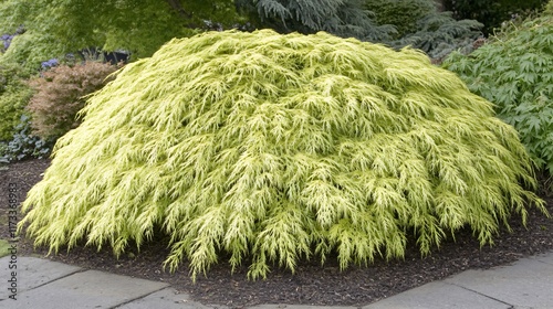 Golden Threadleaf Japanese Maple Tree Lush Foliage Vibrant Yellow Green photo
