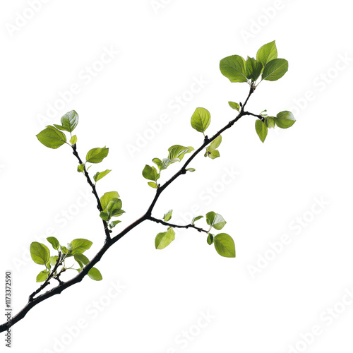 Spring Branch with Fresh Green Leaves   Nature  Botany  Ecology  Growth  Renewal  Springti