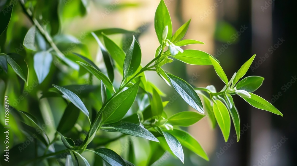 Fototapeta premium beautiful Andrographis paniculata plant