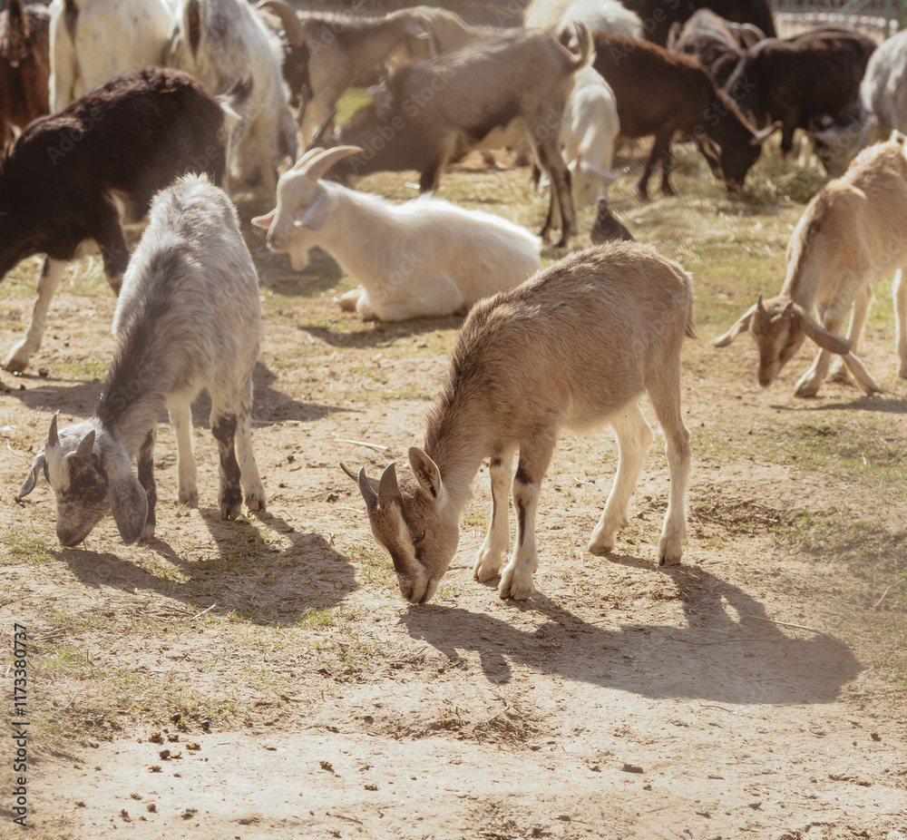 Feeding adorable goats in farm. Domestic animal Feeding adorable goats in farm. Domestic animal