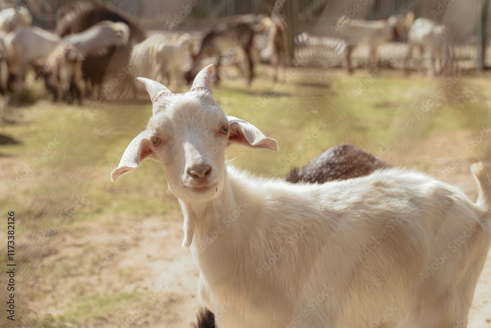 Adorable goat in farm. Domestic animal Adorable goat in farm. Domestic animal