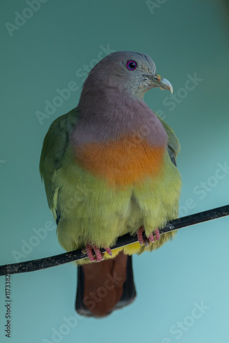 Close-up of a pink-necked green pigeon (Treron vernans), Indonesia photo