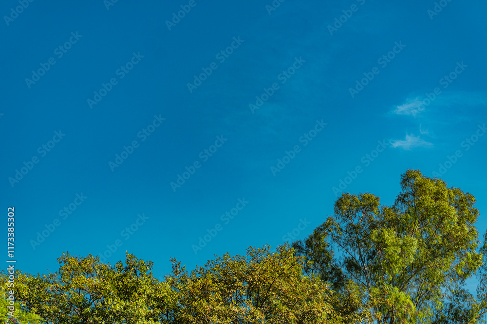 Vibrant Landscape with Trees and White Clouds Vibrant Landscape with Trees and White Clouds