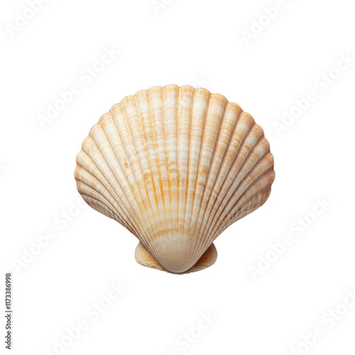 beautiful scallop shell with intricate ridges and soft color palette, perfect for coastal decor or marine themed projects photo