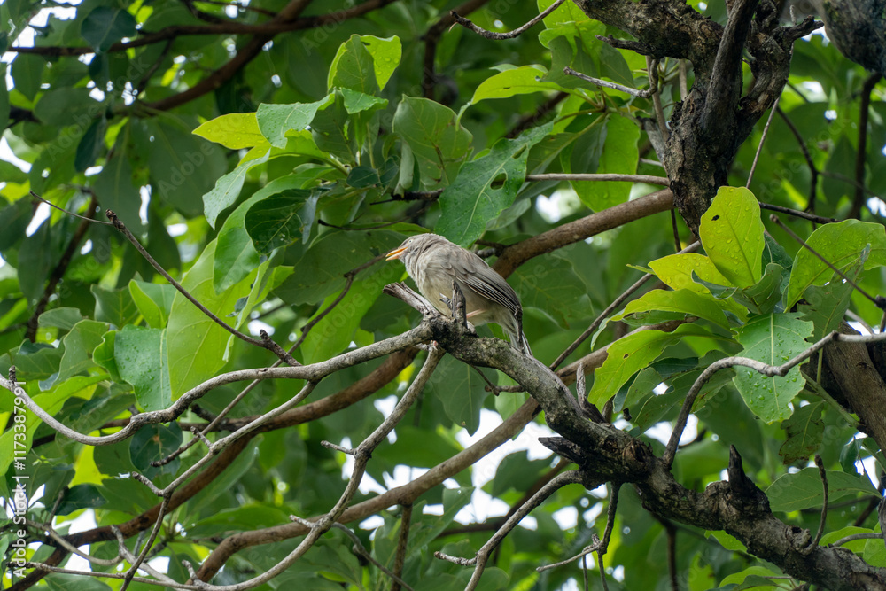 A small jungle babbler bird perched on a tree branch surrounded by vibrant green leaves. The bird's light brown feathers and sharp gaze stand out against the lush forest background, a serene nature. A small jungle babbler bird perched on a tree branch surrounded by vibrant green leaves. The bird's light brown feathers and sharp gaze stand out against the lush forest background, a serene nature.
