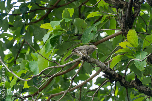A small jungle babbler bird perched on a tree branch surrounded by vibrant green leaves. The bird's light brown feathers and sharp gaze stand out against the lush forest background, a serene nature.