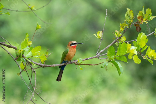 Guêpier carmin,.Merops nubicoides, Southern Carmine Bee eater photo