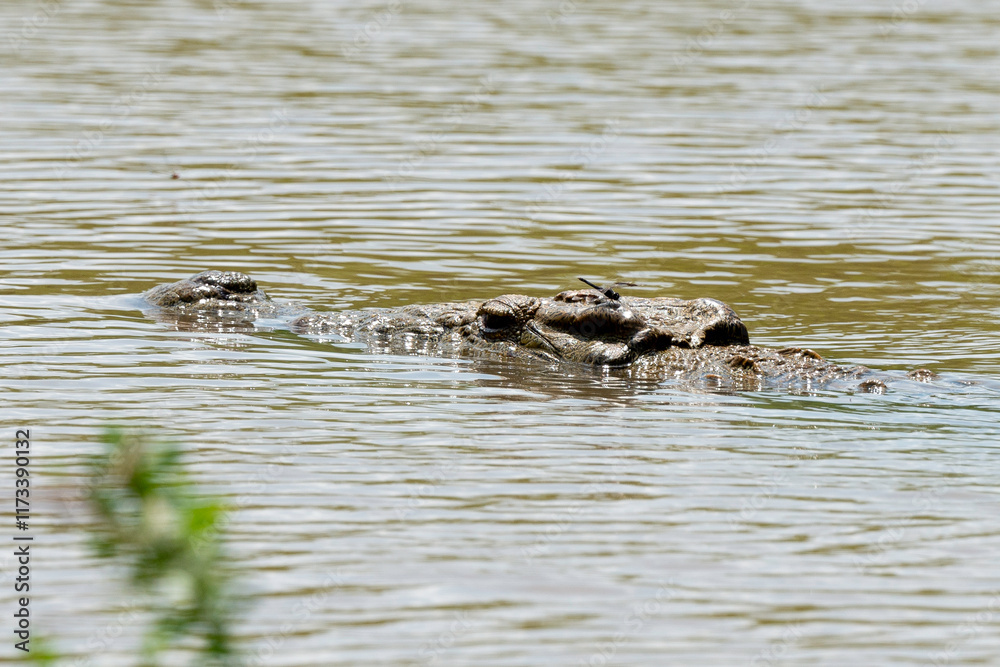 libellule, Crocodile du Nil , Crocodylus niloticus, Afrique du Sud libellule, Crocodile du Nil , Crocodylus niloticus, Afrique du Sud