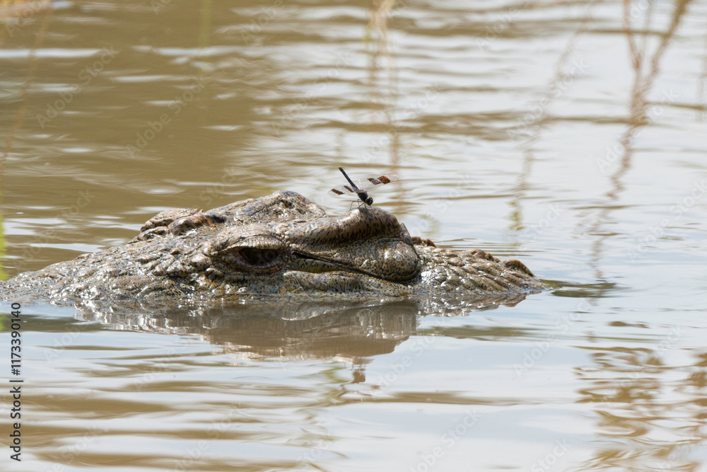 libellule, Crocodile du Nil , Crocodylus niloticus, Afrique du Sud libellule, Crocodile du Nil , Crocodylus niloticus, Afrique du Sud