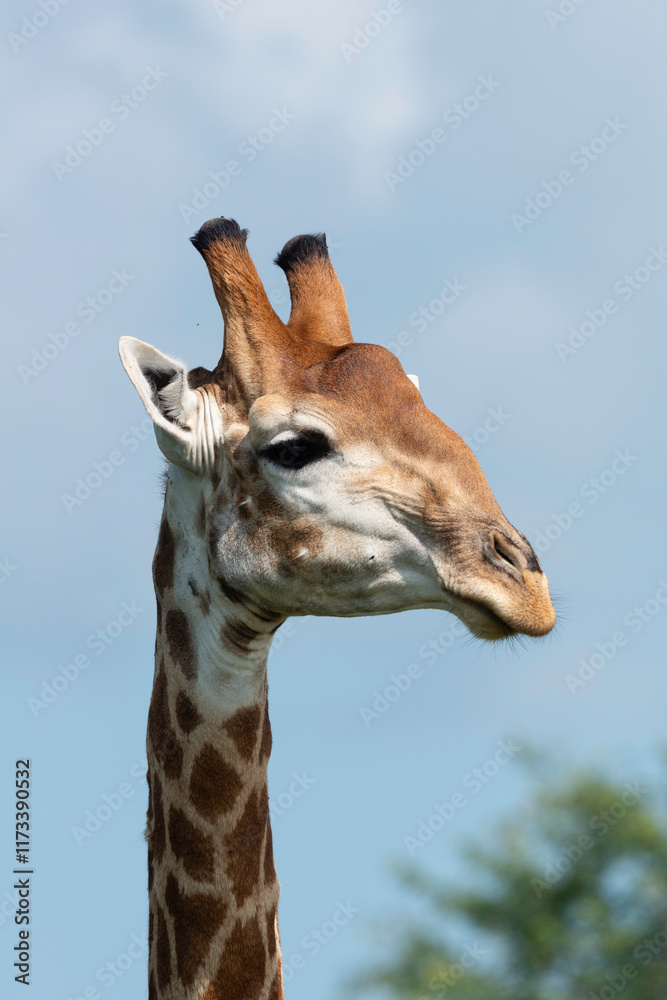 Fototapeta premium Girafe du Cap, Girafe d'Afrique du Sud, Giraffa camelopardalis giraffa, giraffa giraffa giraffa, Parc national Kruger, Afrique du Sud