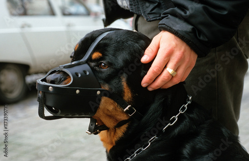 Chien, avec son maitre et une museliére, race Rottweiler
