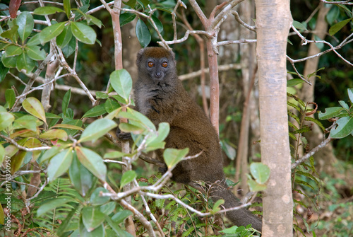 Hapalémur gris, lémurien, Hapalemur griseus, Madagascar photo