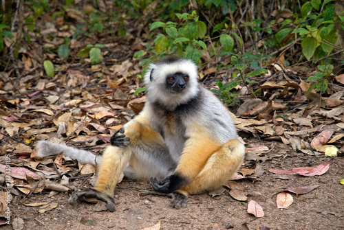 Propithèque à diadème, Propithecus diadema, Lémurien, Madagascar photo