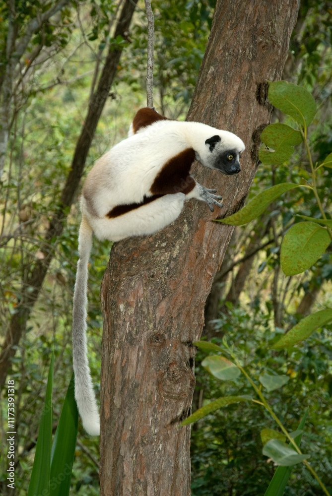 Obraz premium Propithèque de Coquerel, Sifaka de Coquerel, Lémurien, Propithecus coquereli, Madagascar