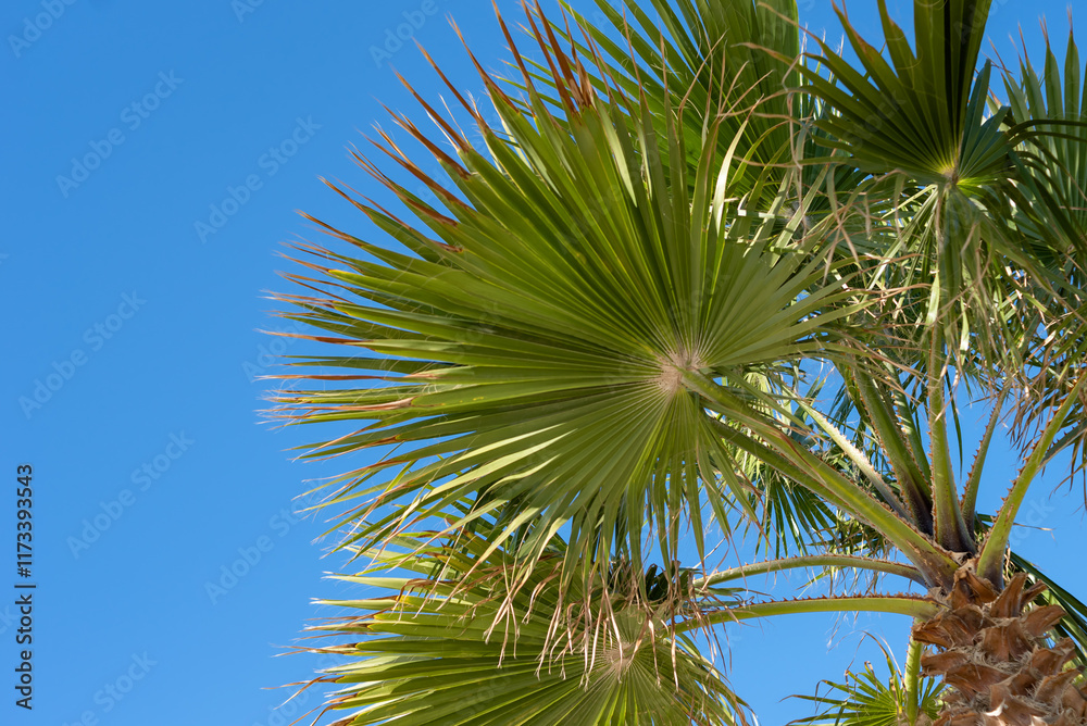 Fototapeta premium Palm trees against a blue sky.