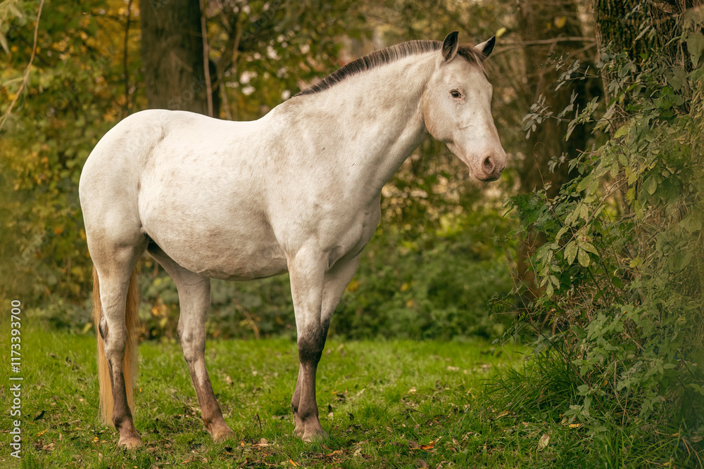 Autumnal portrait of an appaloosa mare outdoors Autumnal portrait of an appaloosa mare outdoors