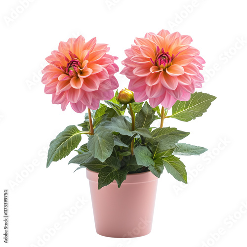 Fototapeta Naklejka Na Ścianę i Meble -  Vibrant flowering Dahlia houseplant display indoor garden pot plant isolated on white background and transparent background for inspiration botanical nook serene environment gardening concept