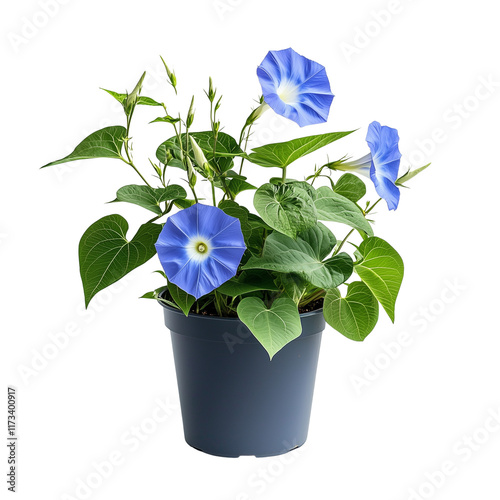 Vibrant blue flowering vine in pot plant  isolated on white background and transparent background  for indoor house garden lush green environment home gardening concept photo