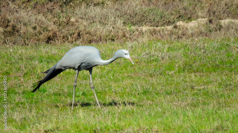 Fototapeta premium Immature Blue Crane (Grus paradisea) foraging by the roadside near Vredendal.