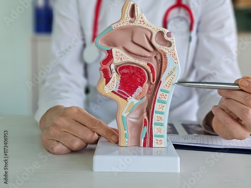 Doctor and anatomy of the nasopharynx. Diseases of the throat, nose and thyroid gland and medications photo