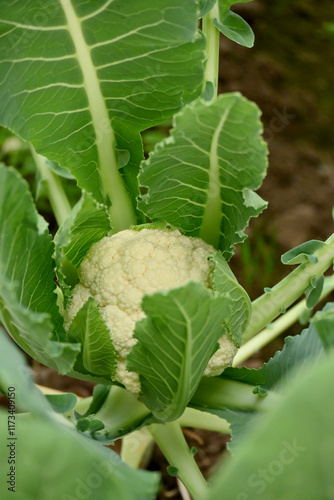closeup the ripe green cauliflower plant with white flower in the farm field soft focus natural green brown background.