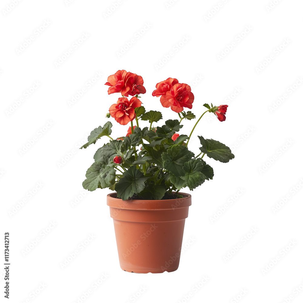 Potted geraniums begonia with vibrant red flowers isolated on white background and transparent background, showcasing their lush green leaves and earthy pot. Potted geraniums begonia with vibrant red flowers isolated on white background and transparent background, showcasing their lush green leaves and earthy pot.
