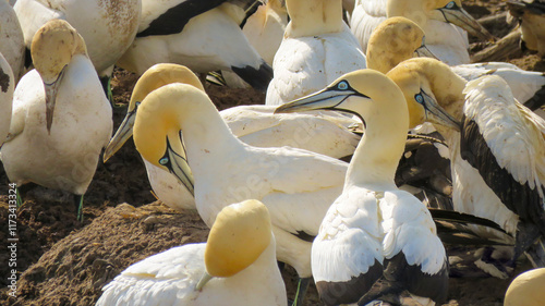 Konstfotografi Blue-eyed Cape Gannet (Morus capensis) amongst preening gannets on Bird Island