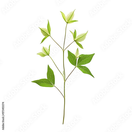 A single stem Clematis with green leaves isolated on white background and transparent background, showcasing a minimalist botanical design ideal for nature-inspired themes. photo