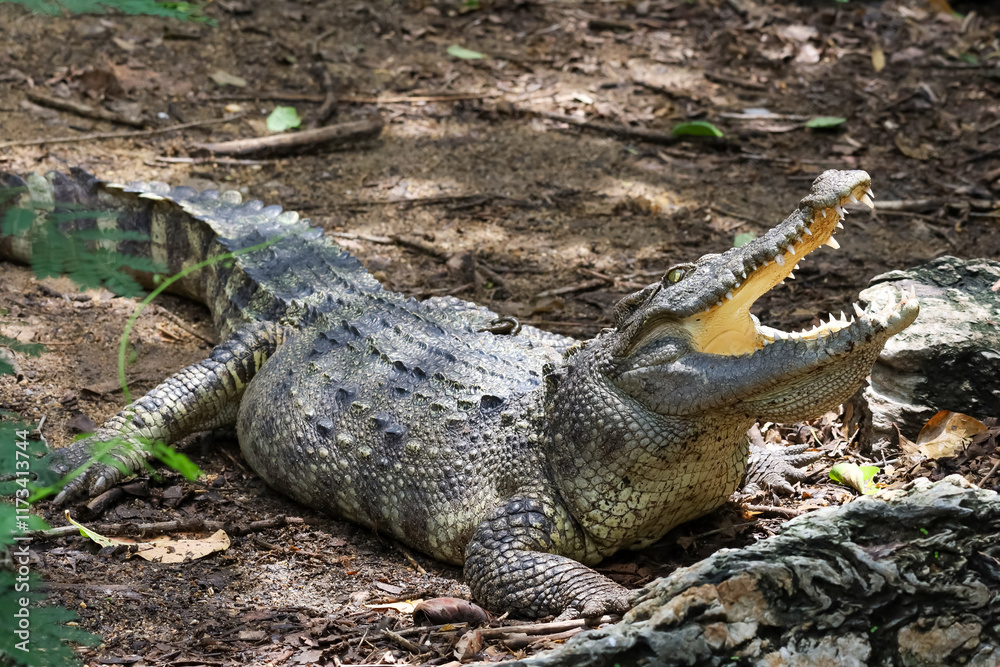 Fototapeta premium Close up crocodile is action show head