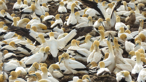 A pair of Cape gannets (Morus capensis) sky-pointing, to keep the peace, at Lambert's Bay, Bird Island Nature Reserve colony.  photo