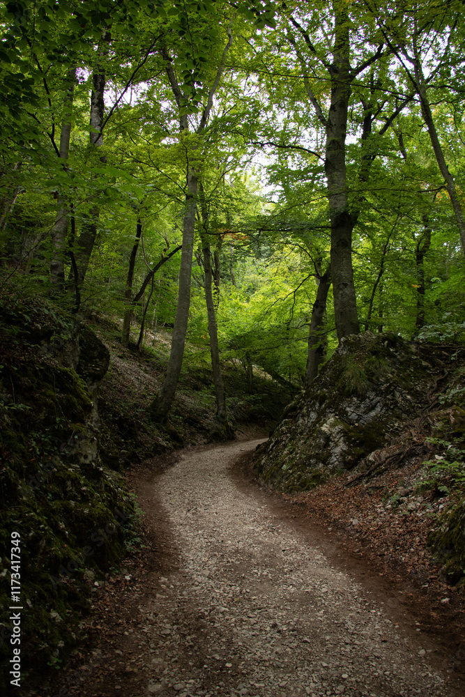 path in the woods path in the woods