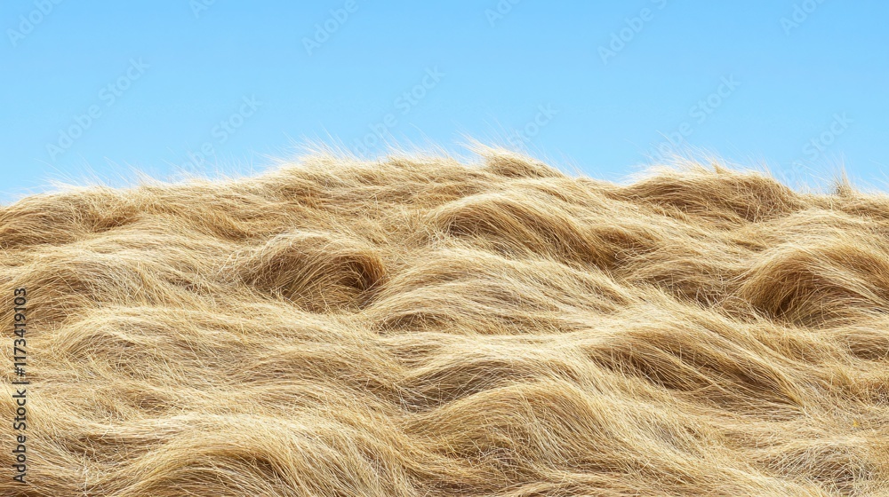 Fototapeta premium Golden Grass Field Under Blue Sky, Nature Landscape