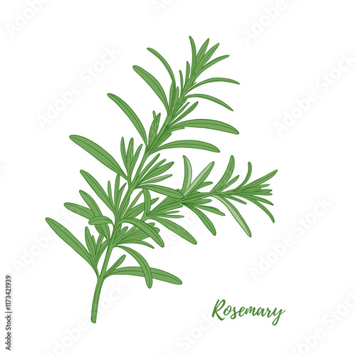 Vector rosemary branch with leaves line art illustration, graphic line herb greenery combination. Rosemary spice for fish. Engraving. Harvest. Great for any designs, textile, menu, packaging