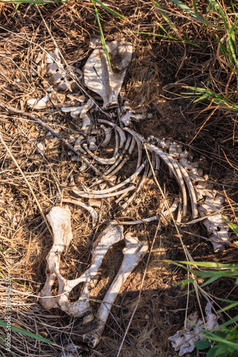 A skeleton is laying on the ground in a field photo