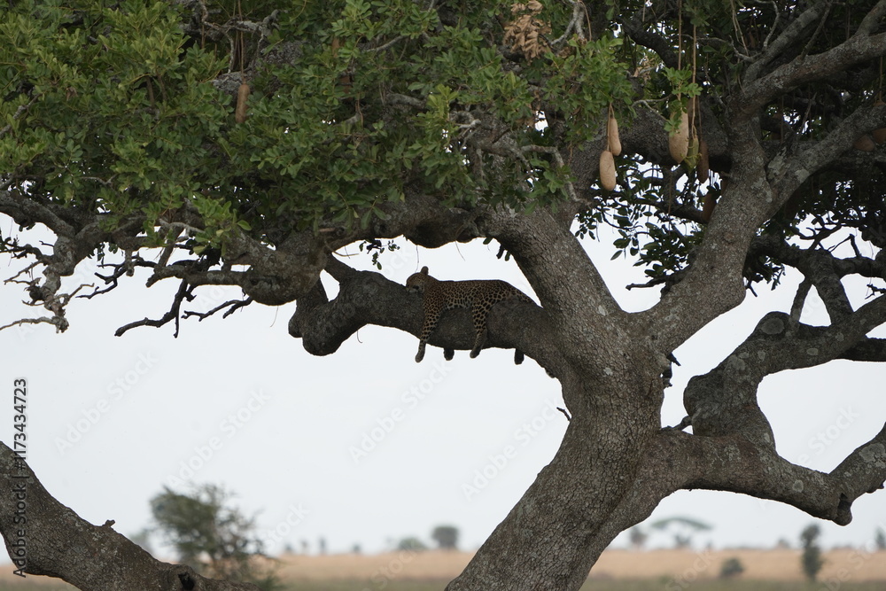 Fototapeta premium leopard laying in a tree in the serengeti national park